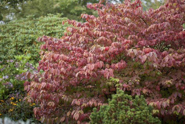 Viburnum plicatum 'Mariesii' mit Herbstlaub, erhältlich von 40-60 bis 200-250 cm ;;ab 37,40 Euro