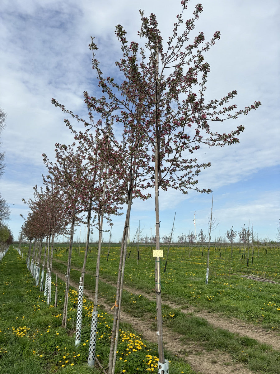 Malus x adstringens 'Hopa' (Zierapfel 'Hopa')