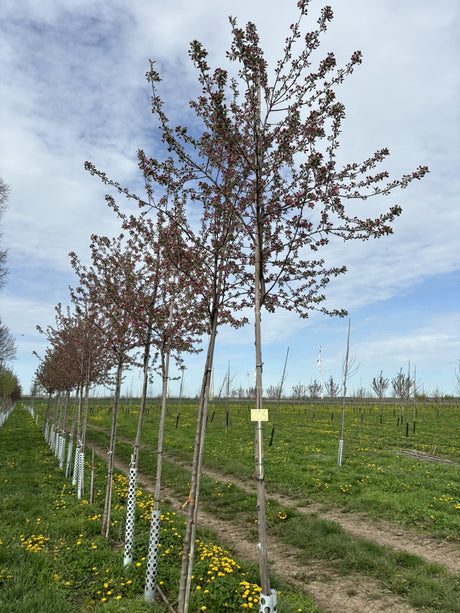 Malus x adstringens 'Hopa' , erhältlich von 60-100 bis 450-650 cm ;;ab 33,80 Euro