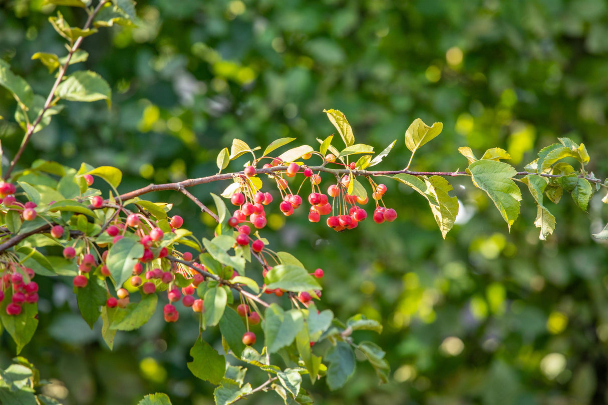 Zierapfel 'Sämling' mit Früchten, erhältlich als: Solitär, verschulte Sträucher, Hochstamm ; Einsatz: Hecke ; Pluspunkt: zierwert;;günstig mit Qualität