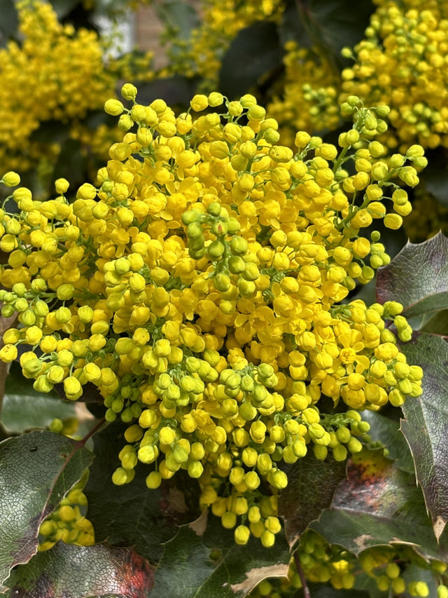 Mahonia aquifolium mit Blüte, erhältlich von 20-30 bis 30-40 cm ;;ab 10,70 Euro