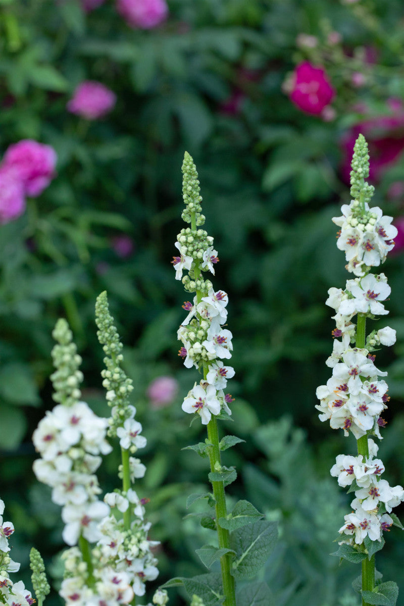 Verbascum nigrum 'Album' (Weißblühende Garten-Königskerze)