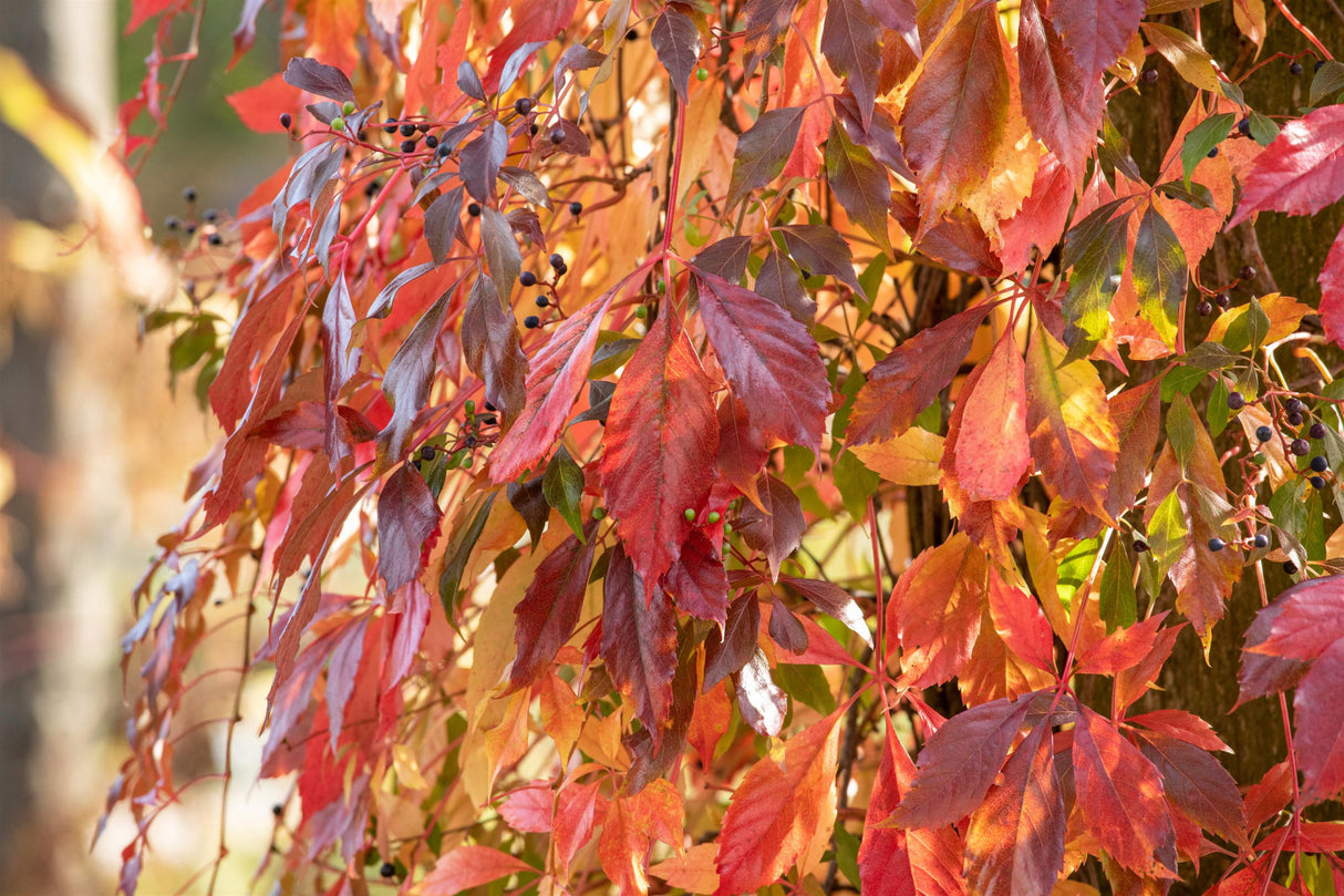 Parthenocissus quinquefolia mit Herbstlaub, erhältlich von 100-150 bis 150-200 cm ;;ab 32,90 Euro