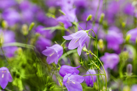 Campanula rotundifolia mit Blüte ;;ab 2,60 Euro