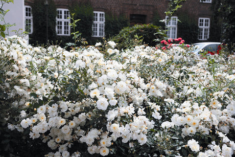 Rosa 'Schneekönigin' BDR mit Blüte ;;ab 8,10 Euro