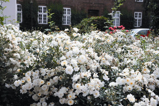 Rosa 'Schneekönigin' BDR mit Blüte ;;ab 8,10 Euro