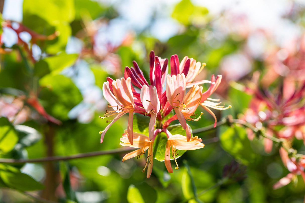 Lonicera heckrottii 'Goldflame' mit Blüte, erhältlich von 100-150 bis 150-200 cm ;;ab 37,40 Euro