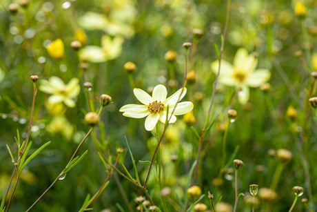 Coreopsis verticillata 'Moonbeam' ;;ab 4,10 Euro