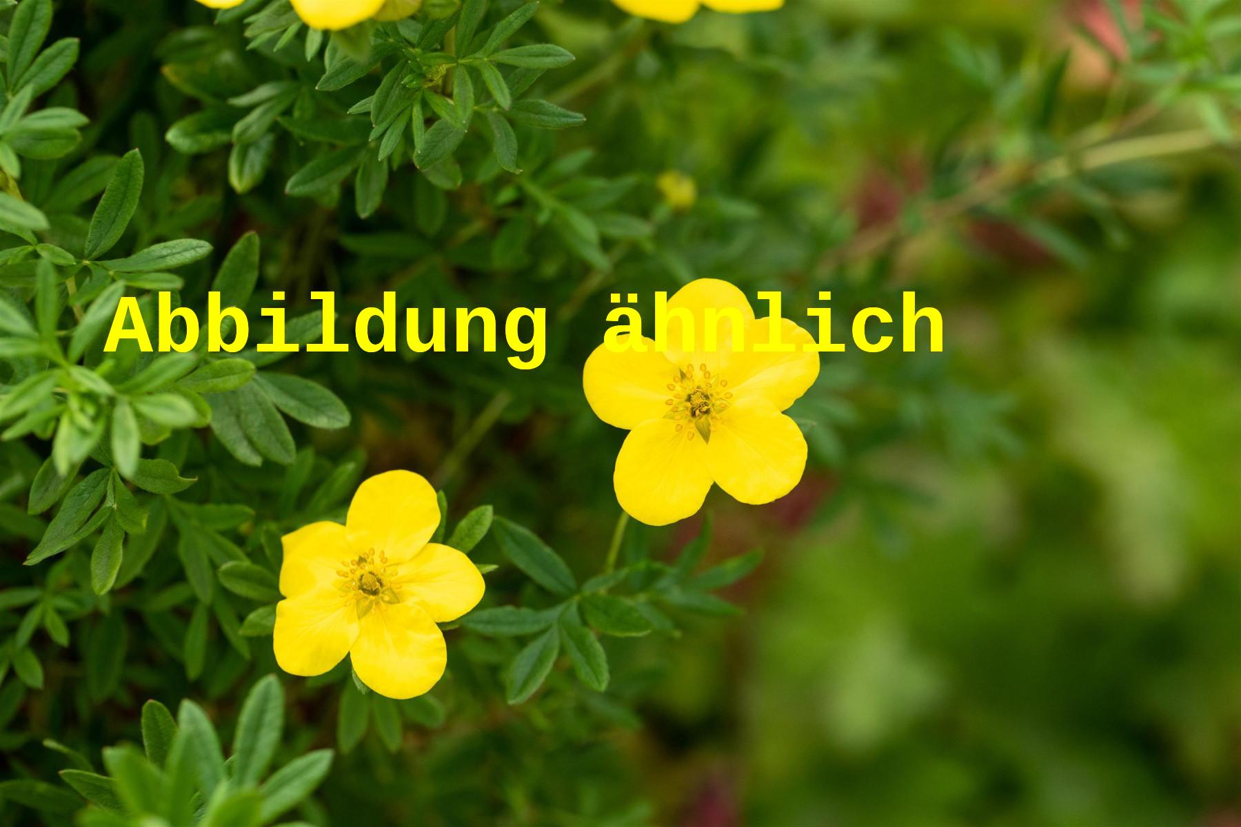 Potentilla 'Sommergold' (Fingerstrauch 'Sommergold')