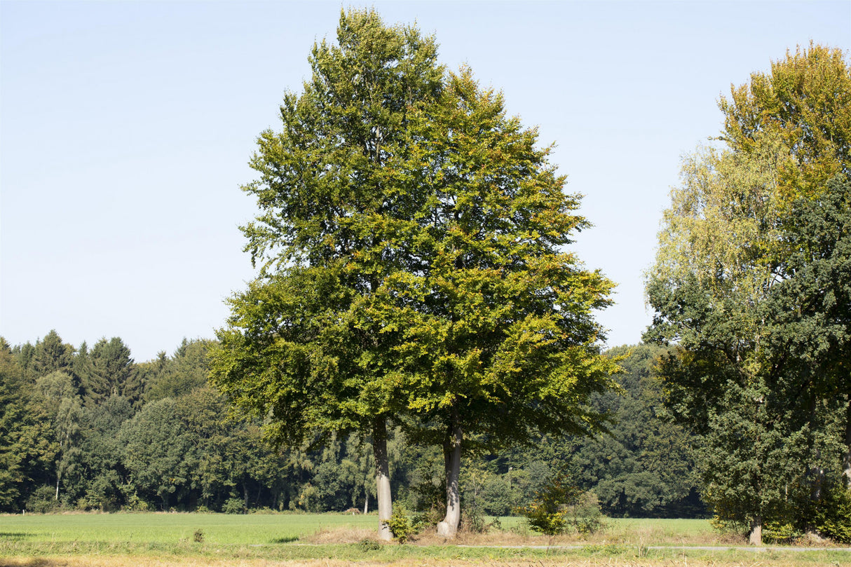 Fagus sylvatica HkG 81024 in Einzelansicht ; Einsatz: Vogelnährgehölz ; Pluspunkt: winterhart;;