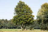 Fagus sylvatica VkG 6 in Einzelansicht ; Einsatz: Vogelnährgehölz ; Pluspunkt: winterhart;;