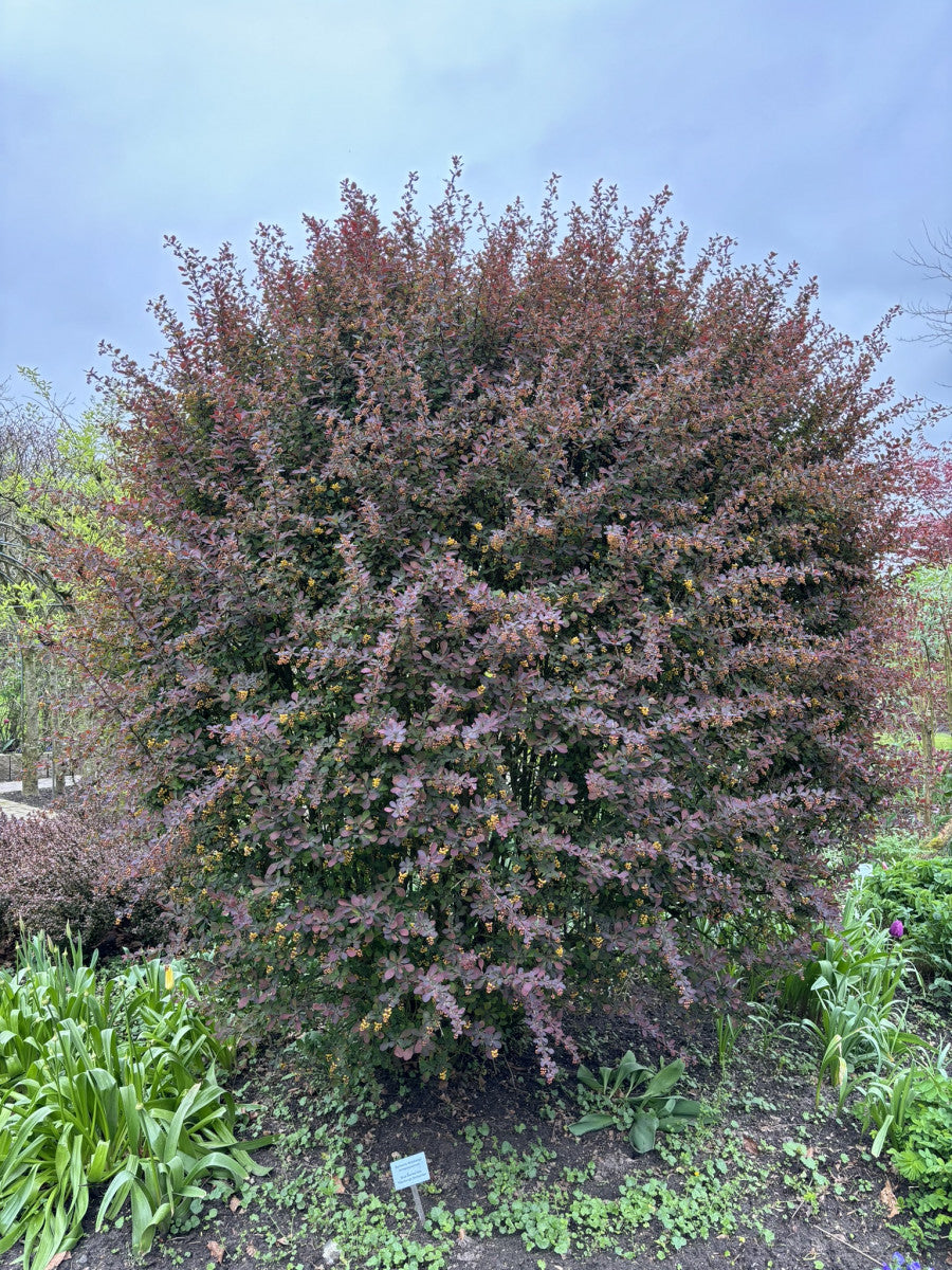 Berberis thunbergii 'Atropurpurea' (Rote Heckenberberitze)