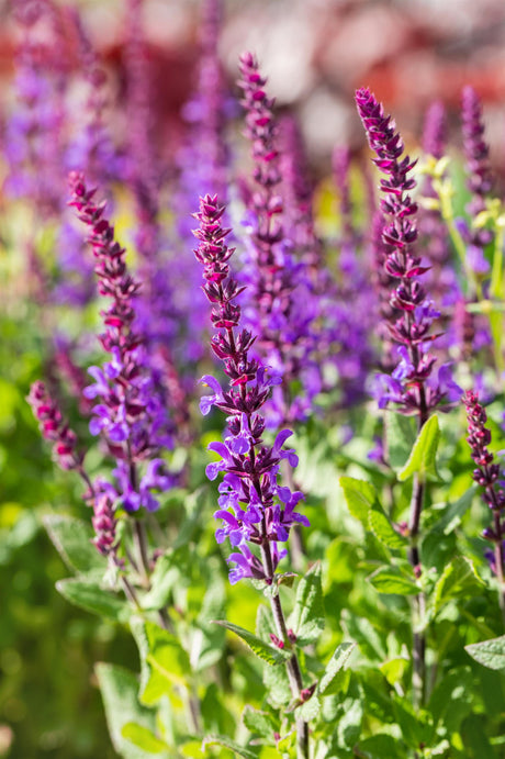 Salvia nemorosa 'Blaukönigin' mit Blüte ;;ab 3,20 Euro