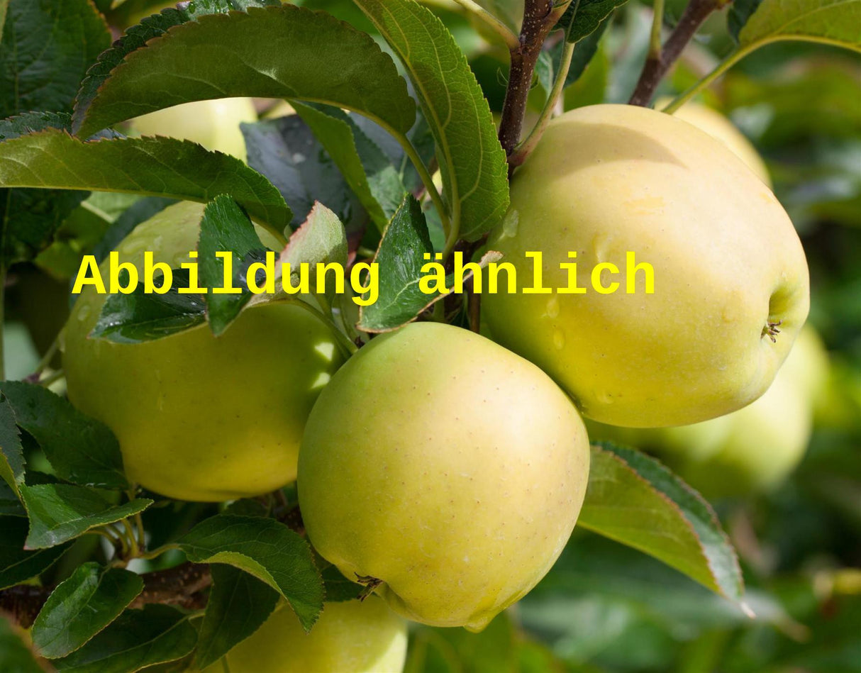 Malus 'Goldcats' (Säulenapfel 'Goldcats' -S-)