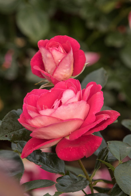 Rosa 'Heimatmelodie' BT mit Blüte ;;ab 8,10 Euro