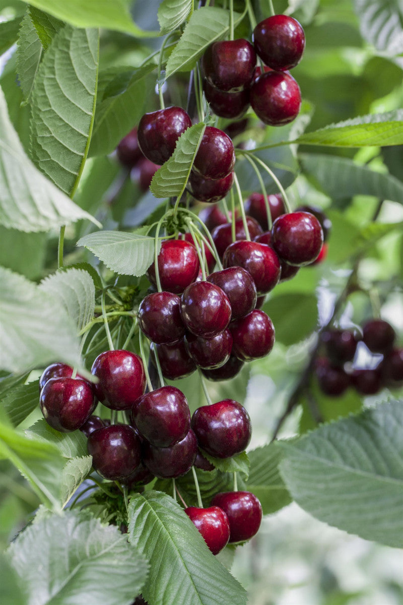 Prunus av. 'Regina' mit Früchten, erhältlich von 150-200 bis 450-650 cm ;;ab 35,60 Euro