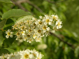 Prunus padus mit Blüte ; Einsatz: Vogelnährgehölz ; Pluspunkt: bienenfreundlich;;Pflanzen vom Profi