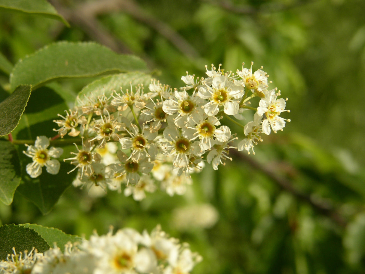 Prunus padus VkG 4 mit Blüte ; Einsatz: Vogelnährgehölz ; Pluspunkt: bienenfreundlich;;Pflanzen vom Profi