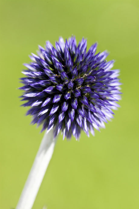 Echinops ritro 'Veitchs Blue' mit Blüte ;;ab 6,10 Euro