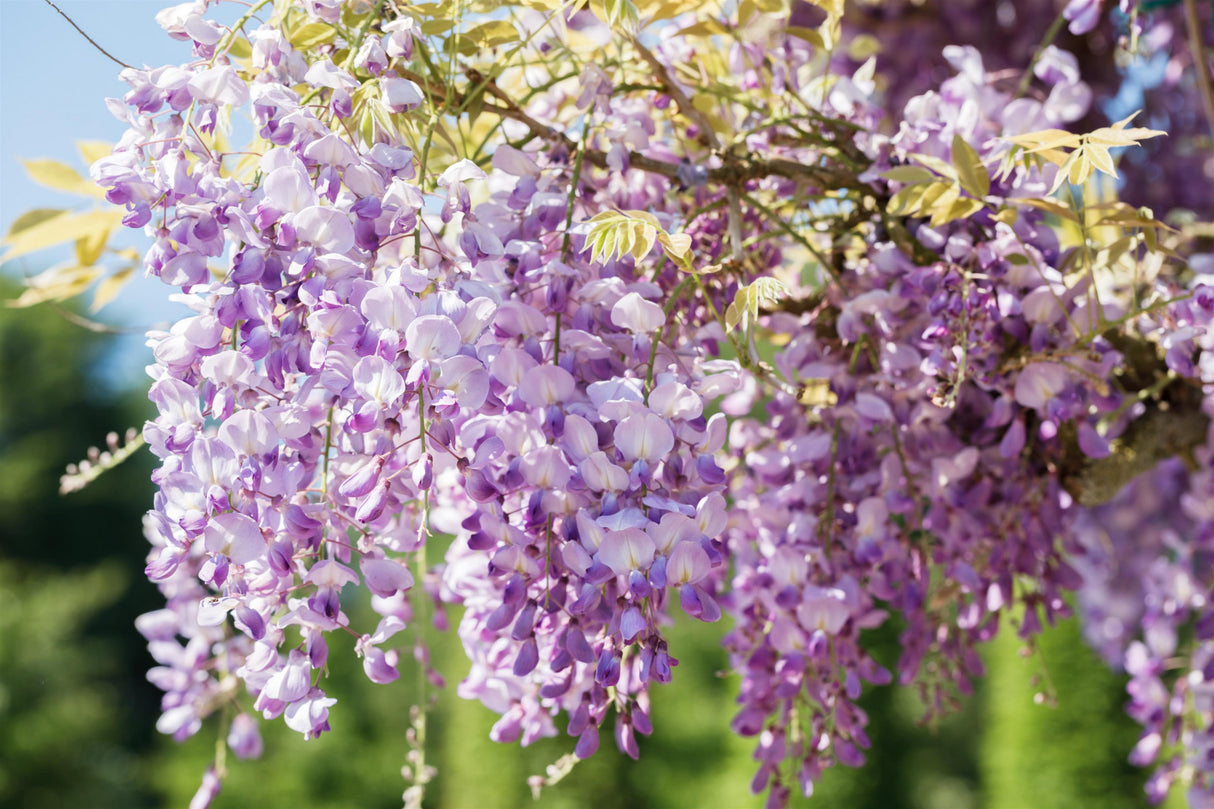 Blue Rain mit Blüte ; Einsatz: Bienenweide ; Pluspunkt: schmetterlingsanziehend;;mit zeitnaher Lieferung