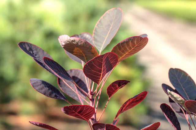 Cotinus coggygria mit Blüte, erhältlich von 40-60 bis 175-200 cm ;;ab 20,40 Euro