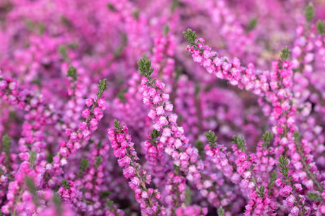 Calluna vulgaris 'Annemarie' ;;ab 2,31 Euro