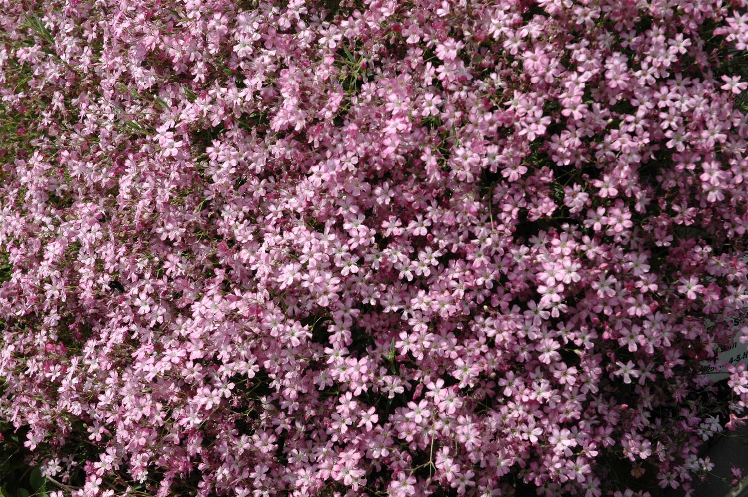 Gypsophila repens 'Rosenschleier' (Garten-Schleierkraut)