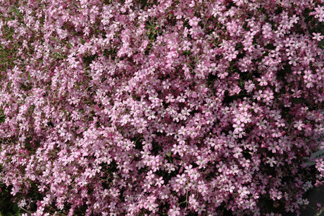 Gypsophila repens 'Rosenschleier' mit Blüte ;;ab 3,75 Euro