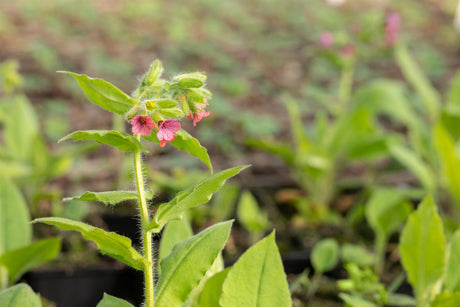 Pulmonaria rubra mit Blüte ;;ab 4,30 Euro