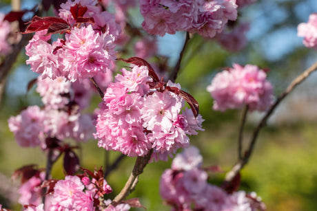 Prunus serrulata 'Royal Burgundy' mit Blüte, erhältlich von 60-100 bis 200-250 cm ;;ab 19,40 Euro