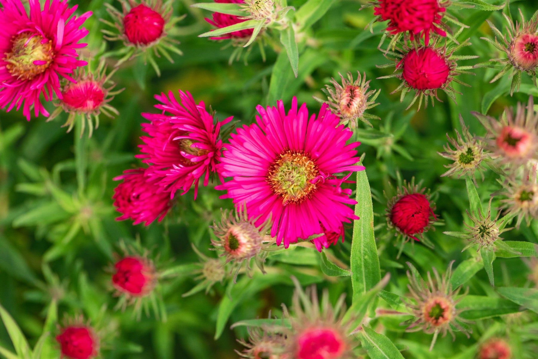 Aster novae-angliae 'Alma Pötschke' (Garten-Raublatt-Aster)