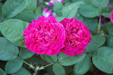 Rosa 'Rose de Resht' STR mit Blüte ;;ab 9,50 Euro