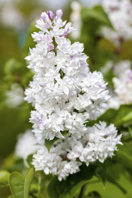 Syringa vulg. 'Mme Lemoine' mit Blüte, erhältlich von 40-60 bis 150-175 cm ;;ab 7,20 Euro