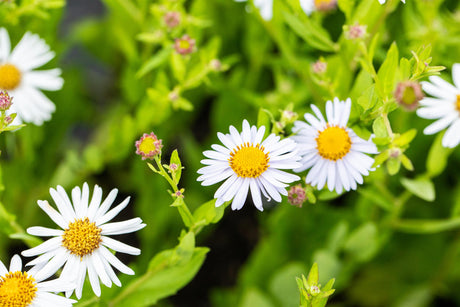 Kalimeris incisa 'Madiva' mit Blüte ;;ab 4,15 Euro