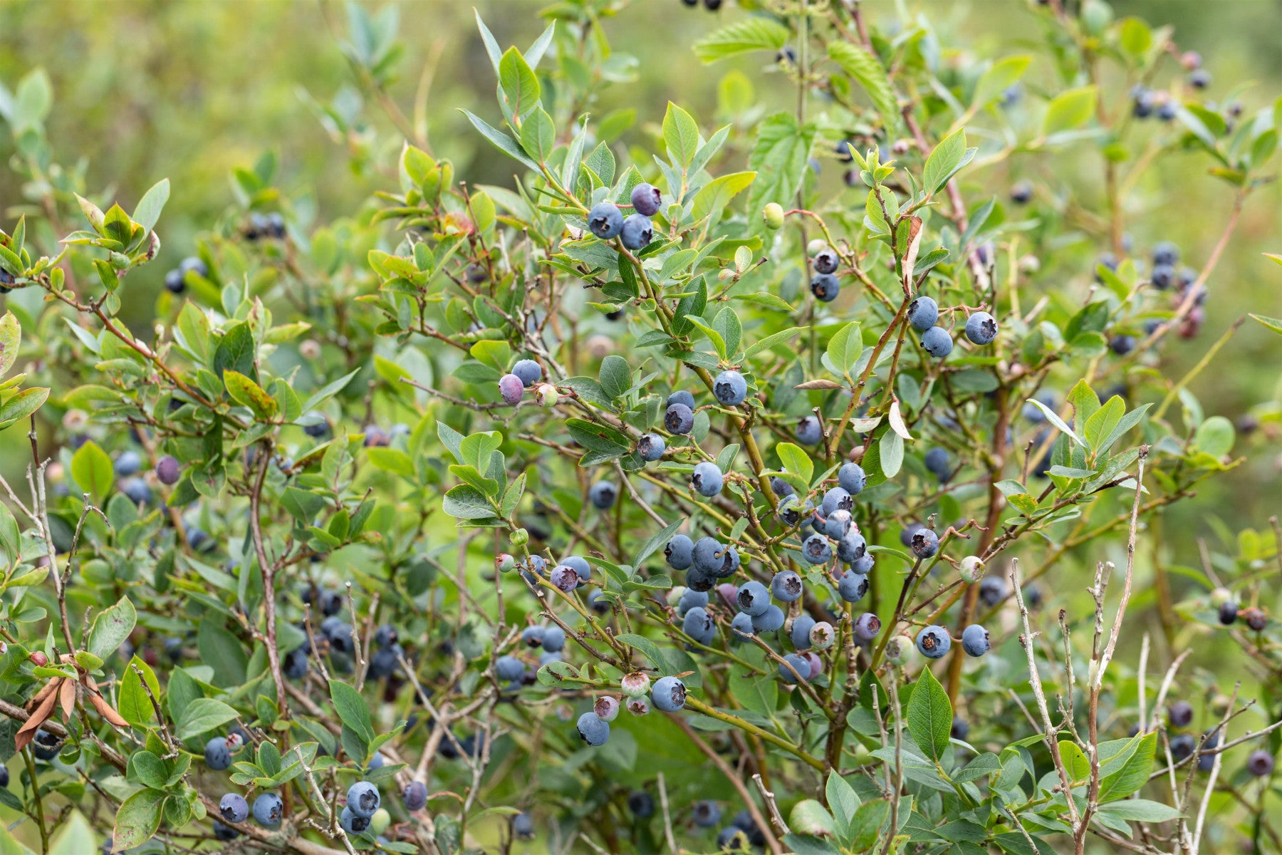 Vaccinium corymb. 'Goldtraube 71' (Heidelbeere 'Goldtraube 71')