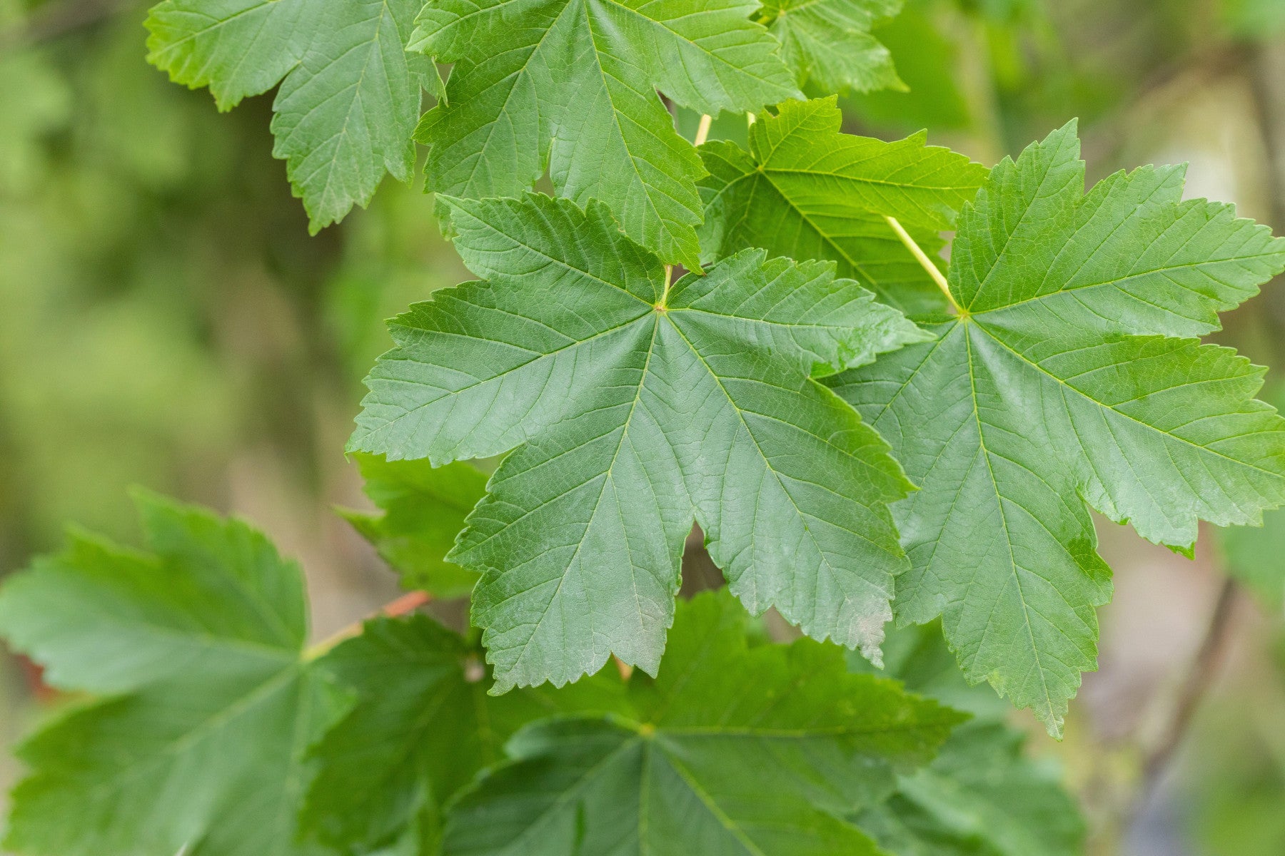 Acer pseudoplatanus VkG 4 (Bergahorn)