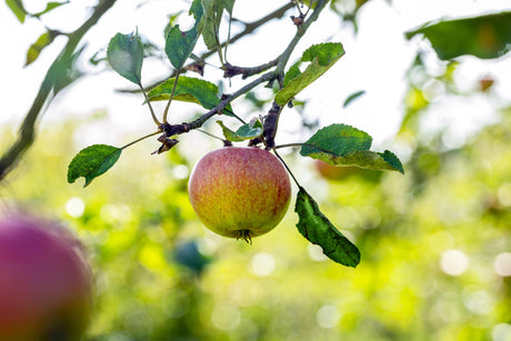 Malus 'Roter Cox Orange' mit Früchten, erhältlich von 150-200 bis 450-650 cm ;;ab 34,60 Euro