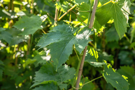 Vitis 'Kardinal' mit Sommerbelaubung, erhältlich von 80-100 bis 80-100 cm ;;ab 25,90 Euro