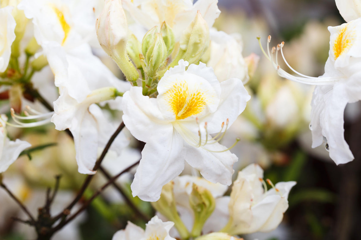 Rhododendron lut. 'Schneegold' mit Blüte, erhältlich von 30-40 bis 70-80 cm ;;ab 32,10 Euro