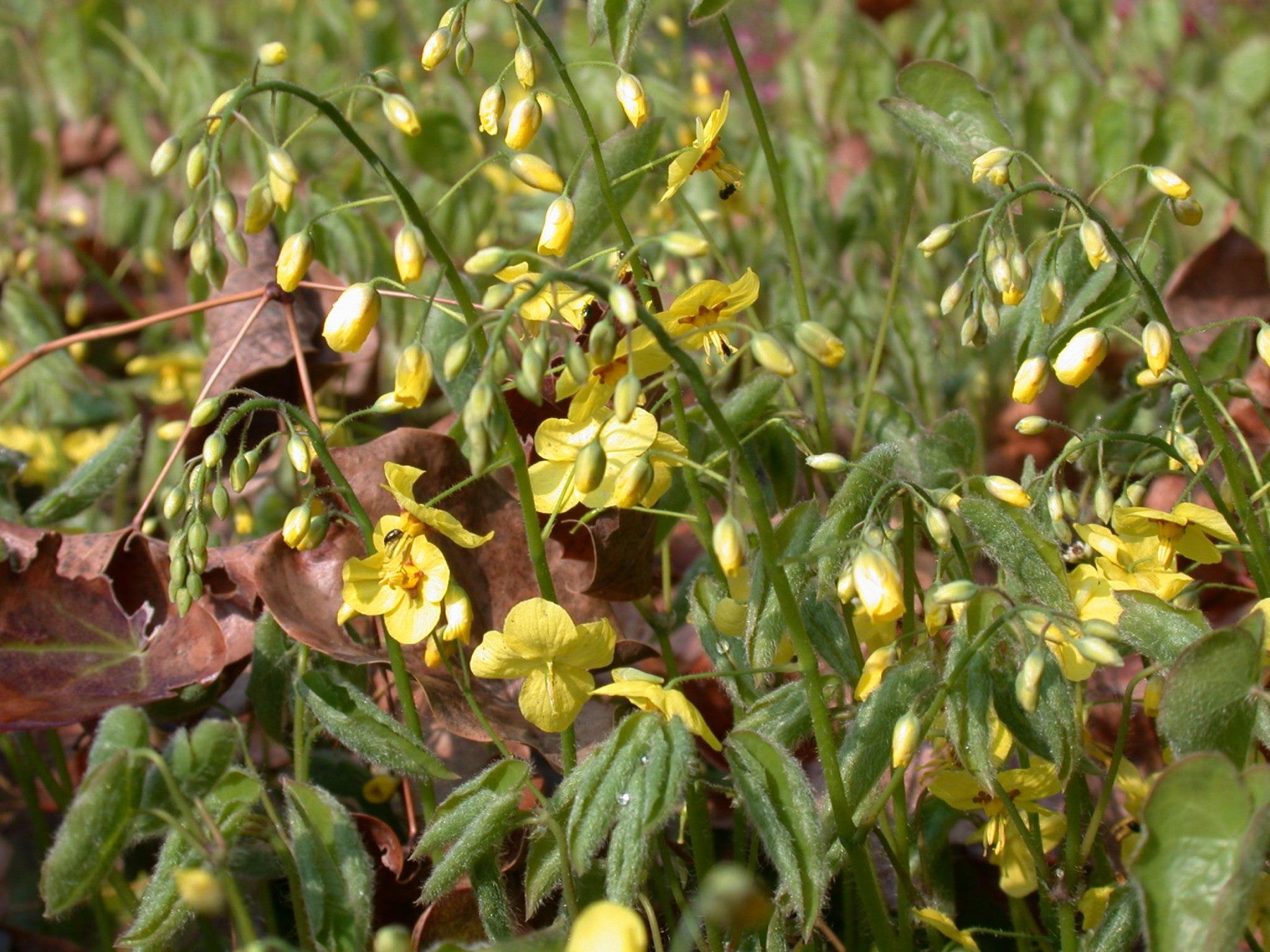 Epimedium pinnatum ssp. colchicum (Schwarzmeer-Elfenblume)