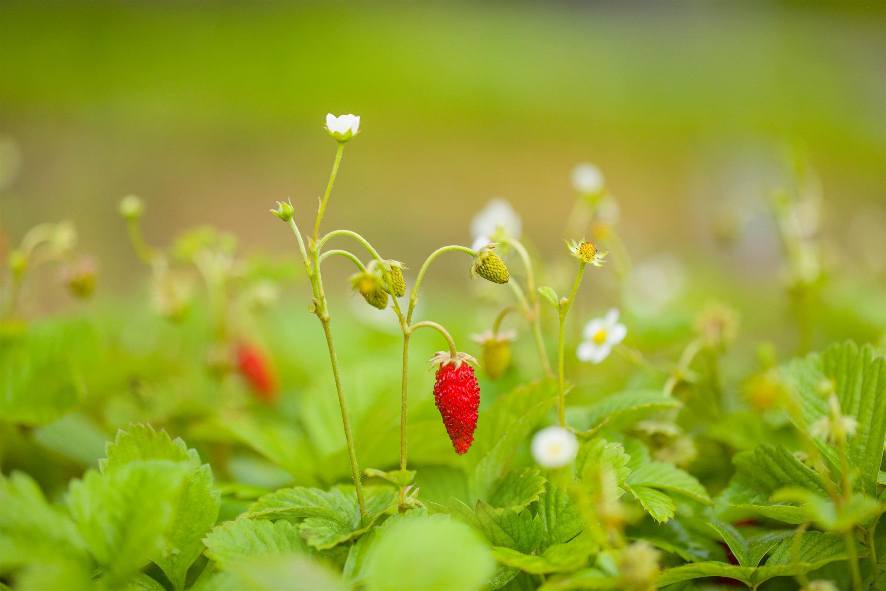 Fragaria vesca var. vesca (Wald-Erdbeere)