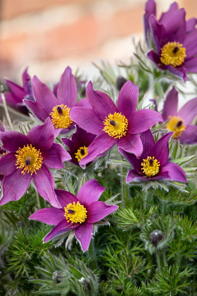 Pulsatilla vulgaris (Gewöhnliche Kuhschelle)