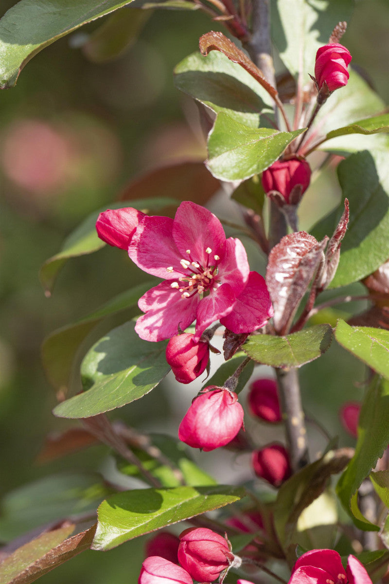 Malus 'Royalty' (Zierapfel 'Royalty')