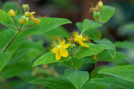 Hypericum perforatum ;;ab 3,45 Euro