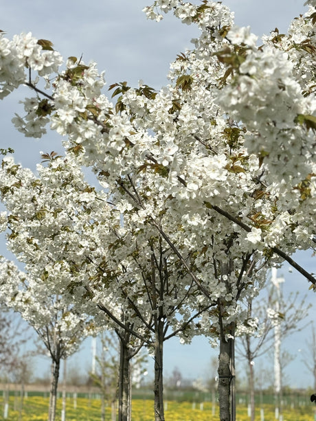 Prunus yedoensis in Einzelansicht, erhältlich von 60-100 bis 450-650 cm ;;ab 16,60 Euro