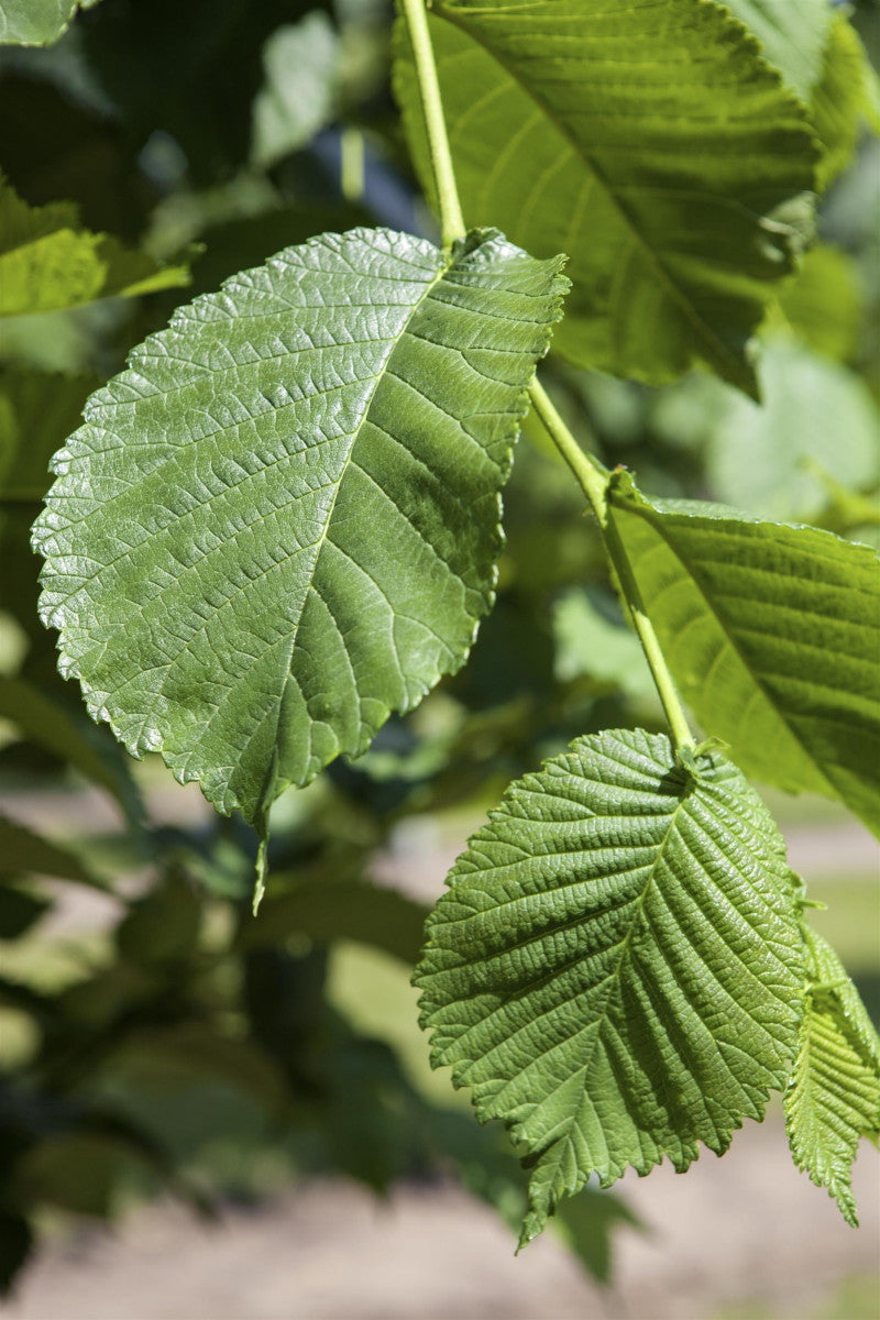 Morus alba (Weiße Maulbeere)