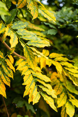 Fraxinus excelsior 'Altena' mit Herbstlaub, erhältlich als: Hochstamm ; Einsatz: Schattenspender ; Pluspunkt: pflegeleicht;;günstig mit Qualität