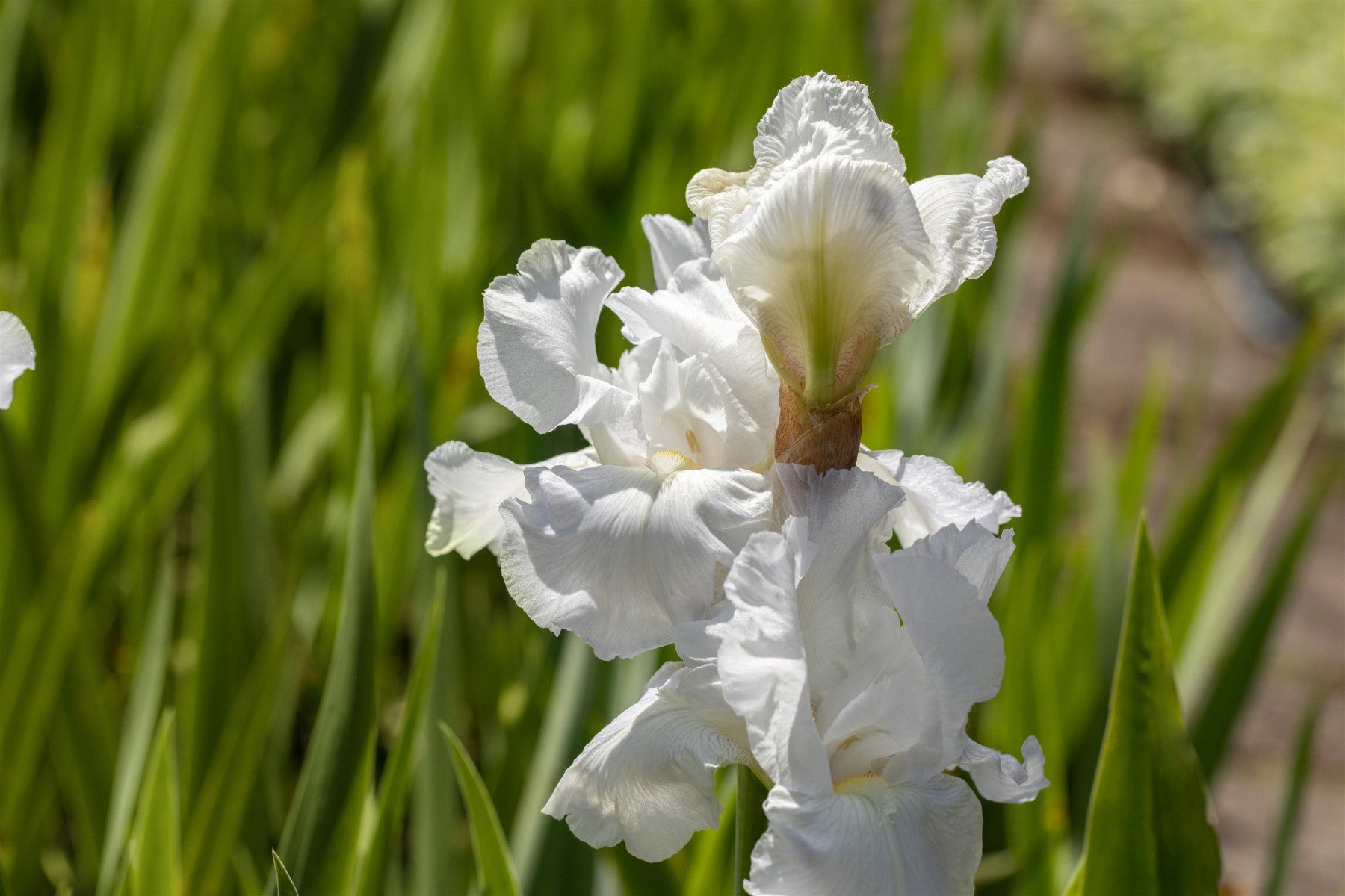 Iris x barb. -elat. 'Cliffs of Dover' (Hohe Garten-Schwertlilie)