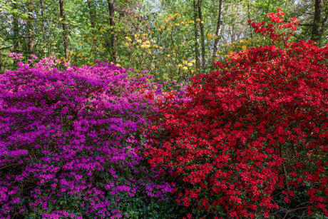 Rhododendron obt. 'Satschiko' als Pflanze im Beet, erhältlich von 25-30 bis 25-30 cm ;;ab 19,80 Euro