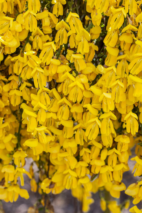 Cytisus scoparius VkG 1 mit Blüte, erhältlich von 40-60 bis 60-80 cm ;;ab 11,00 Euro